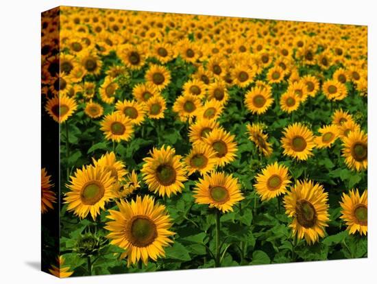 Field of Sunflowers-Ron Watts-Stretched Canvas