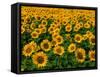 Field of Sunflowers-Ron Watts-Framed Stretched Canvas