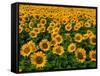 Field of Sunflowers-Ron Watts-Framed Stretched Canvas