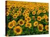 Field of Sunflowers-Ron Watts-Stretched Canvas