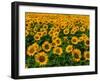 Field of Sunflowers-Ron Watts-Framed Premium Photographic Print