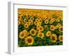 Field of Sunflowers-Ron Watts-Framed Premium Photographic Print