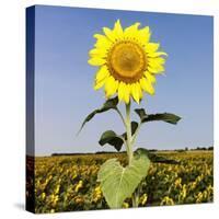 Field of Sunflowers-Ron Chapple-Stretched Canvas