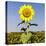 Field of Sunflowers-Ron Chapple-Stretched Canvas