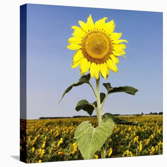 Field of Sunflowers-Ron Chapple-Stretched Canvas