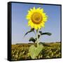 Field of Sunflowers-Ron Chapple-Framed Stretched Canvas