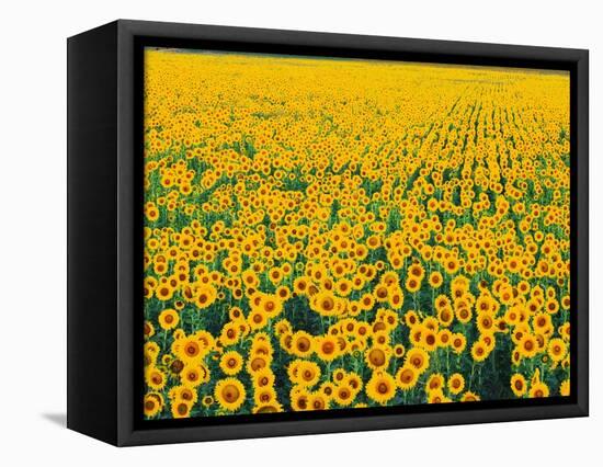 Field of Sunflowers-Darrell Gulin-Framed Stretched Canvas