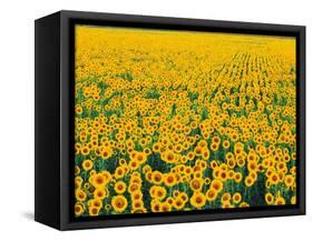 Field of Sunflowers-Darrell Gulin-Framed Stretched Canvas