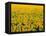 Field of Sunflowers-Darrell Gulin-Framed Stretched Canvas