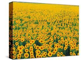 Field of Sunflowers-Darrell Gulin-Stretched Canvas