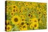 Field of Sunflowers-null-Stretched Canvas
