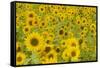 Field of Sunflowers-null-Framed Stretched Canvas