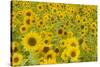 Field of Sunflowers-null-Stretched Canvas