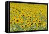 Field of Sunflowers-null-Framed Stretched Canvas