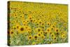 Field of Sunflowers-null-Stretched Canvas