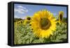 Field of Sunflowers-null-Framed Stretched Canvas