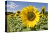 Field of Sunflowers-null-Stretched Canvas