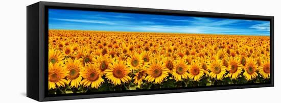 Field of Sunflowers-Christophe Madamour-Framed Stretched Canvas
