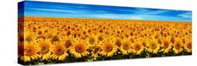 Field of Sunflowers-Christophe Madamour-Stretched Canvas