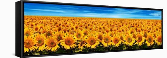 Field of Sunflowers-Christophe Madamour-Framed Stretched Canvas