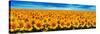 Field of Sunflowers-Christophe Madamour-Stretched Canvas
