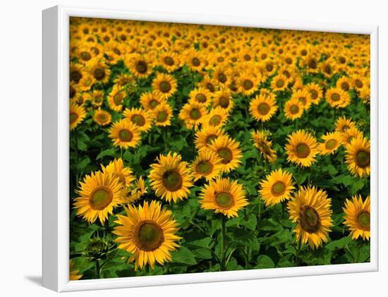 Field of Sunflowers-Ron Watts-Framed Photographic Print