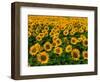 Field of Sunflowers-Ron Watts-Framed Photographic Print