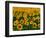 Field of Sunflowers-Ron Watts-Framed Photographic Print