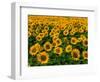 Field of Sunflowers-Ron Watts-Framed Photographic Print