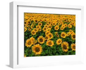 Field of Sunflowers-Ron Watts-Framed Photographic Print