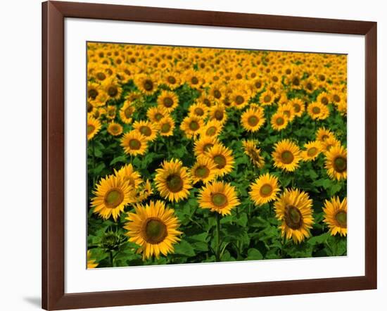 Field of Sunflowers-Ron Watts-Framed Photographic Print