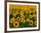 Field of Sunflowers-Ron Watts-Framed Photographic Print