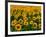 Field of Sunflowers-Ron Watts-Framed Photographic Print