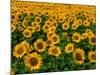 Field of Sunflowers-Ron Watts-Mounted Photographic Print