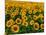 Field of Sunflowers-Ron Watts-Mounted Photographic Print