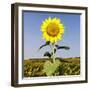 Field of Sunflowers-Ron Chapple-Framed Photographic Print