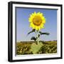 Field of Sunflowers-Ron Chapple-Framed Photographic Print