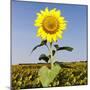 Field of Sunflowers-Ron Chapple-Mounted Photographic Print