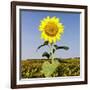 Field of Sunflowers-Ron Chapple-Framed Photographic Print