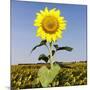 Field of Sunflowers-Ron Chapple-Mounted Photographic Print