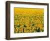 Field of Sunflowers-Darrell Gulin-Framed Photographic Print