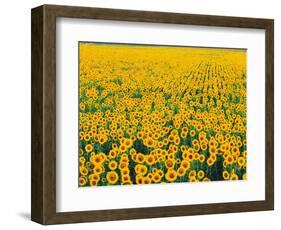 Field of Sunflowers-Darrell Gulin-Framed Photographic Print