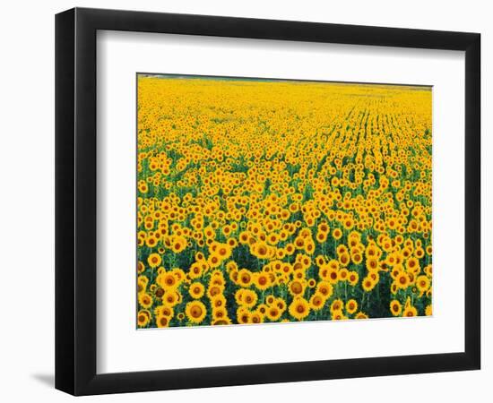 Field of Sunflowers-Darrell Gulin-Framed Photographic Print