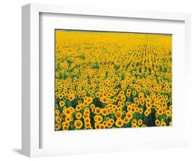 Field of Sunflowers-Darrell Gulin-Framed Photographic Print