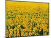 Field of Sunflowers-Darrell Gulin-Mounted Photographic Print