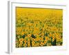 Field of Sunflowers-Darrell Gulin-Framed Photographic Print