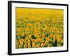 Field of Sunflowers-Darrell Gulin-Framed Photographic Print