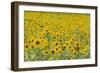 Field of Sunflowers-null-Framed Photographic Print