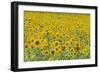 Field of Sunflowers-null-Framed Photographic Print