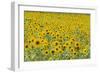 Field of Sunflowers-null-Framed Photographic Print